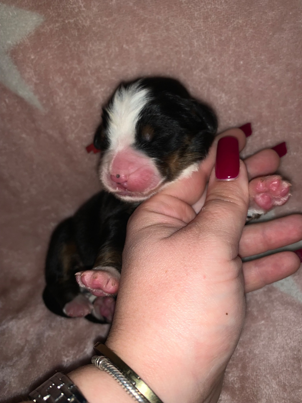 Du Monde Fantastik De Louise - Chiots disponibles - Bouvier Bernois