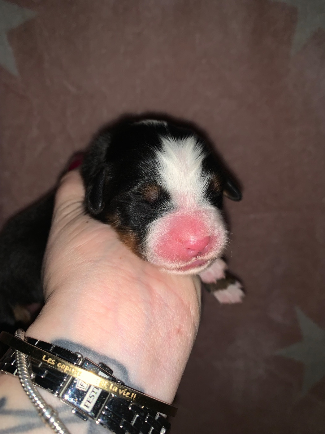 Du Monde Fantastik De Louise - Chiots disponibles - Bouvier Bernois