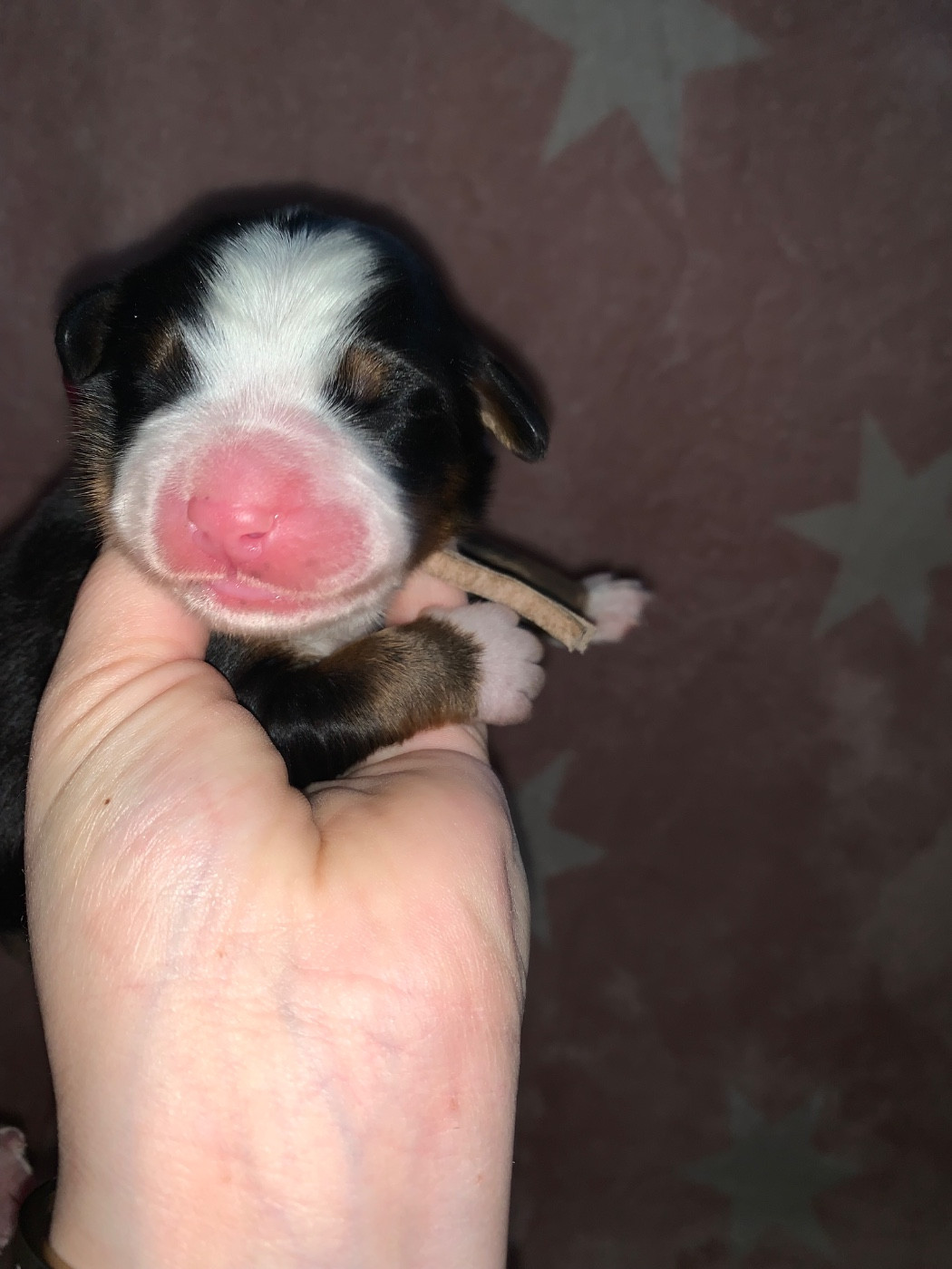 Du Monde Fantastik De Louise - Chiots disponibles - Bouvier Bernois