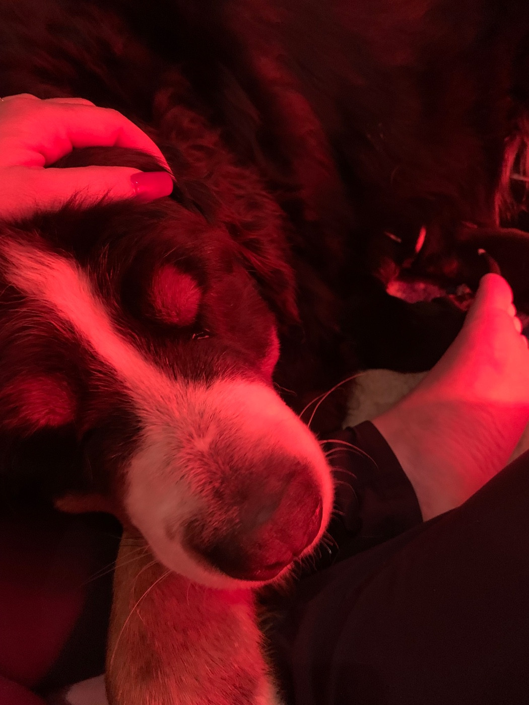 Chiot Bouvier Bernois Du Monde Fantastik De Louise