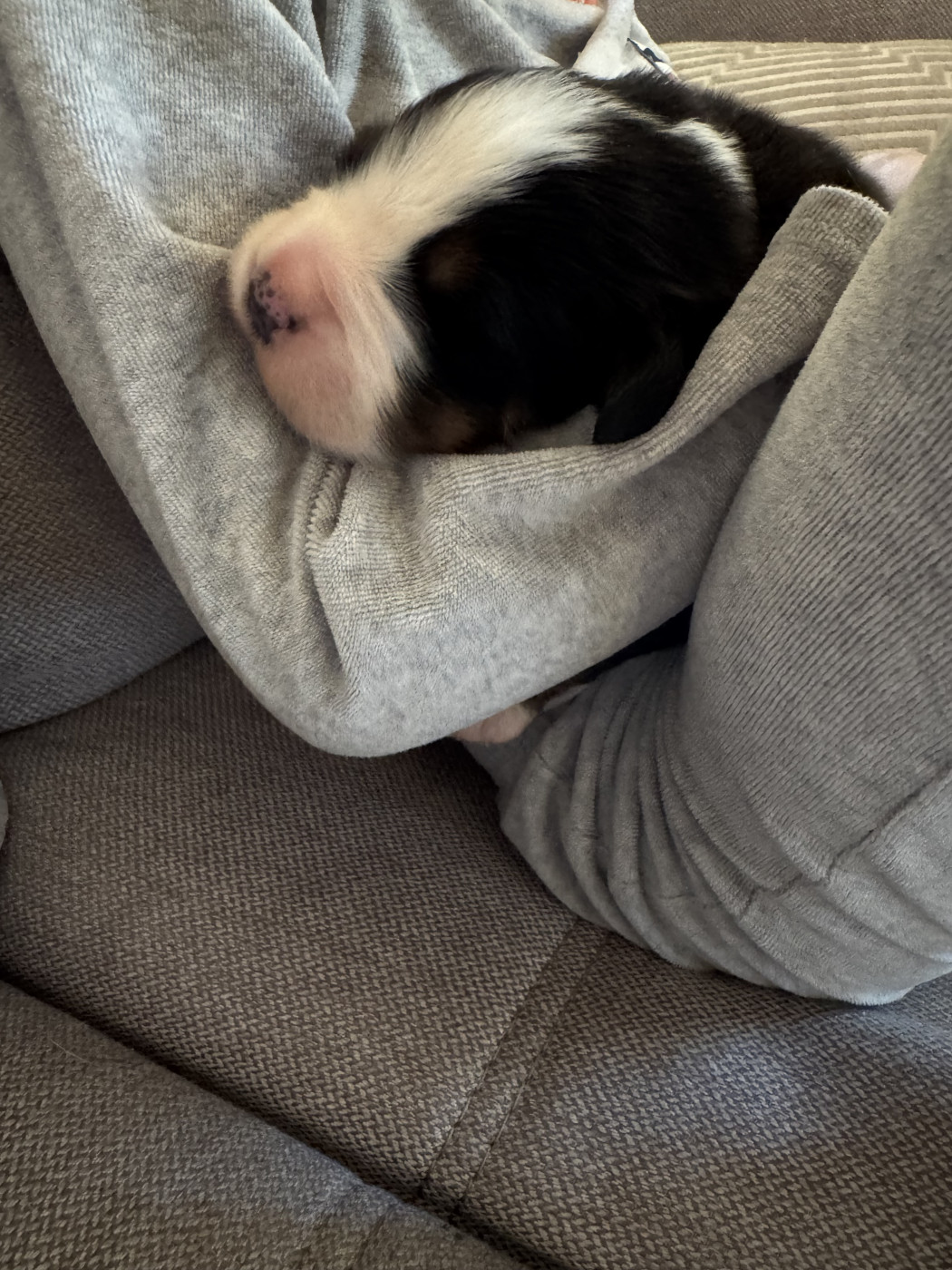Du Monde Fantastik De Louise - Chiots disponibles - Bouvier Bernois
