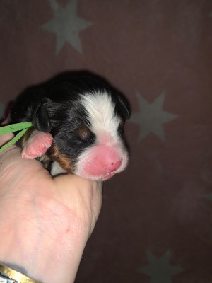 CHIOT 4 vert
